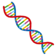 DNA
